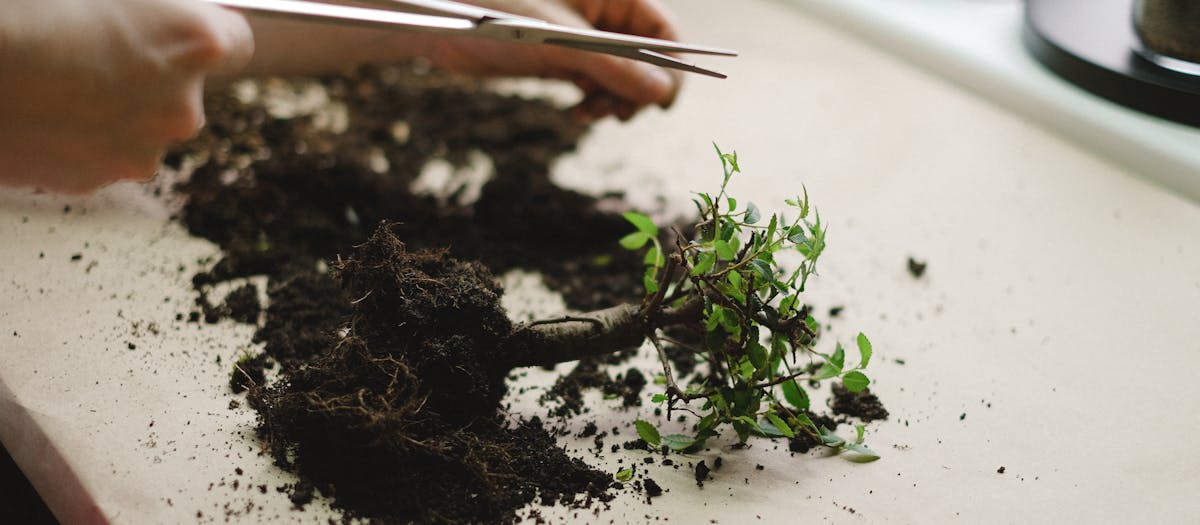 Hands pruning a plant with soil on a table, perfect for gardening enthusiasts.